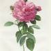 Rosa Gallica Flore Giganteo